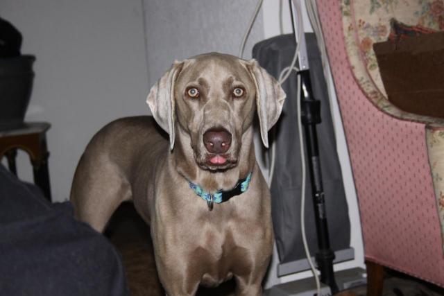 Samson Tongue